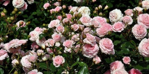 Kako i kako oploditi ruže tokom perioda cvatnje ljeti: vrijeme, narodni lijekovi